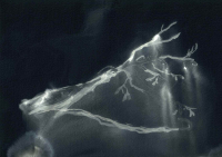 http://www.actionaqua.com/files/gimgs/th-113_bodensee  13invert quer.jpg